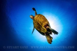 Turtle Sunburst by Stuart Ganz 